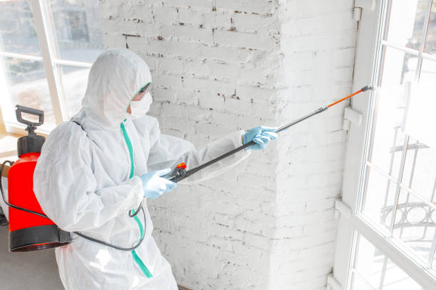 Trusted Nokomis, FL Mold Removal & Remediation Experts